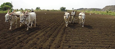 Kharif Sowing