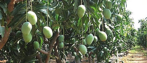 Mango Pest