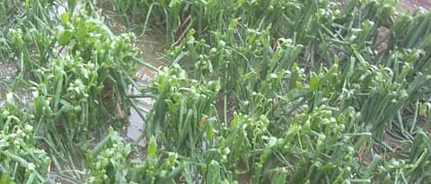 Unseasonal Rain