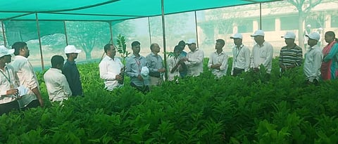 सिताफळ कलम