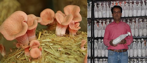 Kiran Pawar showing ready spawn (mushroom seeds)