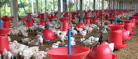 Summer Management & Heat Stress In Broiler Poultry Farming