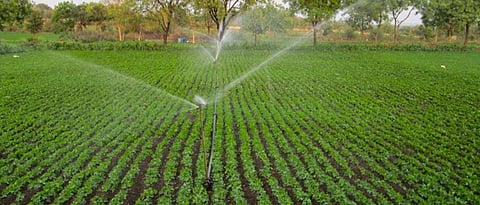 Summer groundnuts should be irrigated as required.