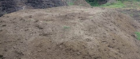 chicken manure