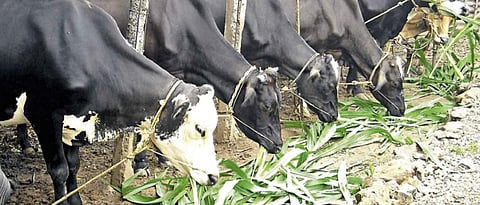 Fodder Defict Diseases