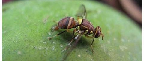 fruit fly on mango