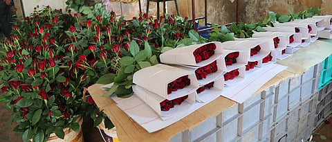rose flower