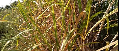 Sugarcane Crop