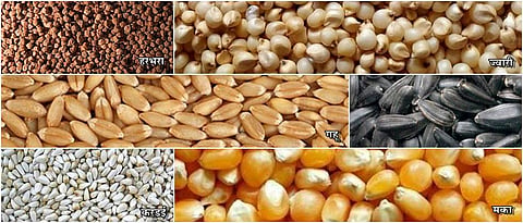 Seeds