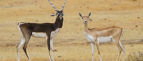 Wild Animal