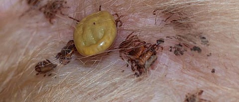 gochid