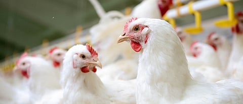 Poultry Industry in Maharashtra
