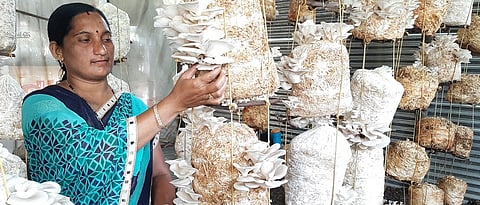 तयार झालेल्या मशरूमची काढणी करताना छायाताई