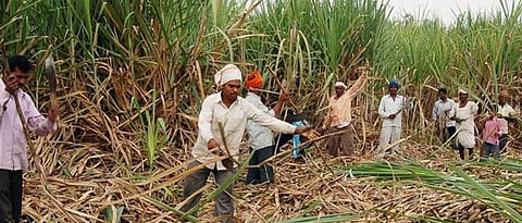 cane chopping