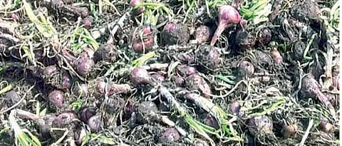 Onion Damage