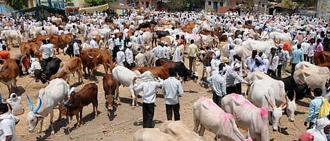 Livestock market