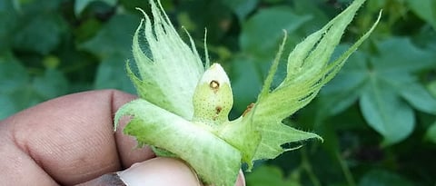 Bollworm
