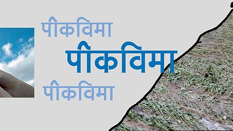 Fruit crop insurance scheme