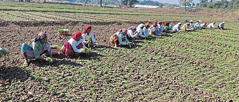 onions planting