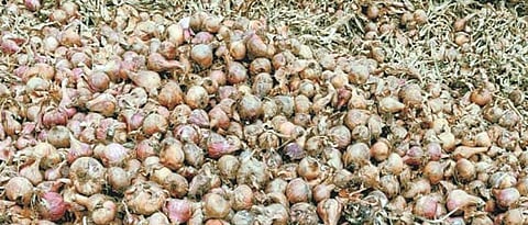 Onion Damage