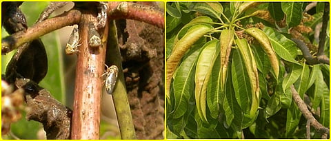 Mango Management
