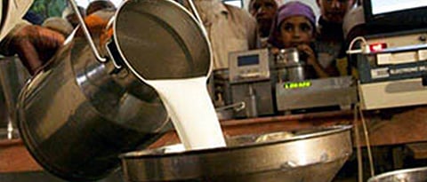 milk collection