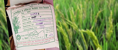 रत्नागिरी-८ भात जातीची सहा राज्यांकडून शिफारस