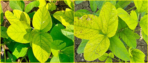 yellowing of soybean leaves