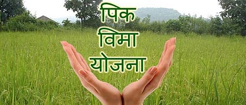 Insurance cover for 8,500 hectares of crops in Hingoli district