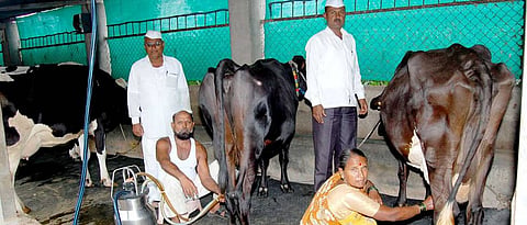 रोहिदास शंकर पोखरकर यांचा जनावरांचा गोठा.