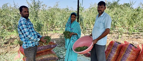 पाला वेगळा करून तुरीच्या हिरव्या शेंगा जाळीदार नायलॉन पोत्यात भरण्यात येतात.