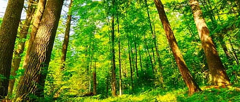 Forest Department