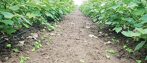 Cotton Crop