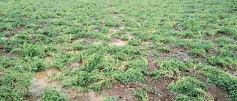 Rabbi Crop