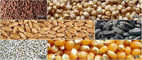 दुर्मिळ देशी वाण बियाणे निर्मिती बँक स्थापन करणार Seeds of rare native varieties Will set up a production bank