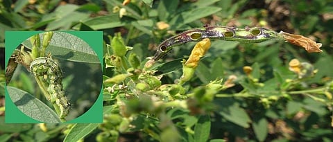 Tur Pest Management