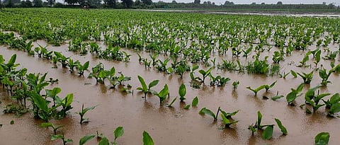 Crop Damage