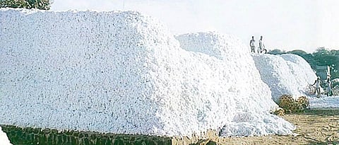 Cotton bugs in Parbhani Paid to over four thousand farmers