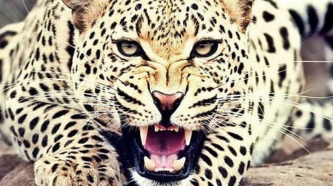 leopard attacks in Nashik News