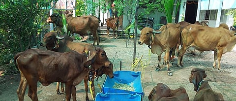 cow shed