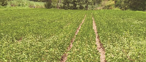 Crops