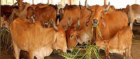 विमा काढलेल्या जनावरांच्या मृत्यूनंतर शवविच्छेदन करणे बंधनकारक असते.