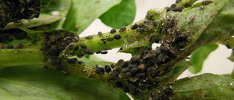 infestation of Aphis gossypii on cow pea