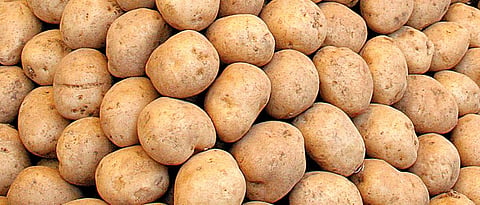 Potato Market