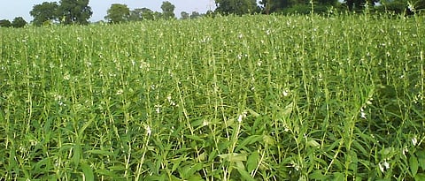 cultivation of summer sesame crop