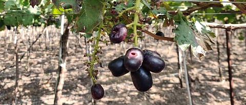 Grape Bat Attack
