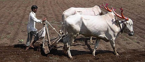 Rabi Sowing