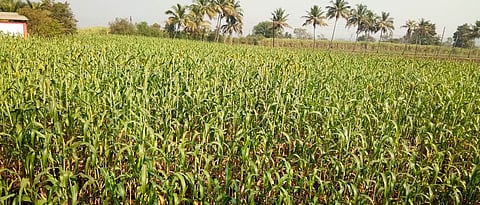 Rabi Sowing