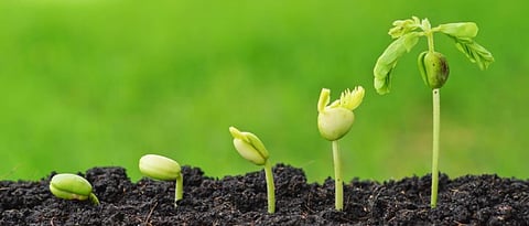 Organic Farming