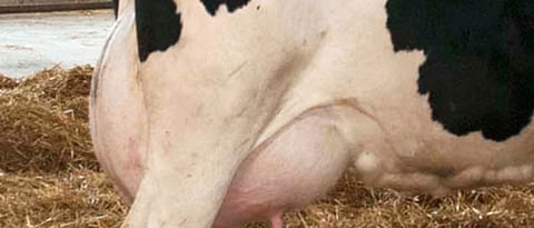 Sub clinical Mastitis in Dairy Cows